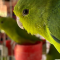 loro_1991789228_1140x520