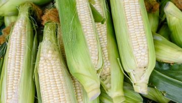 alimentos-transgenicos-bolivia-maiz-productores-agropecuarios-1028596
