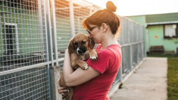 pet-adoption
