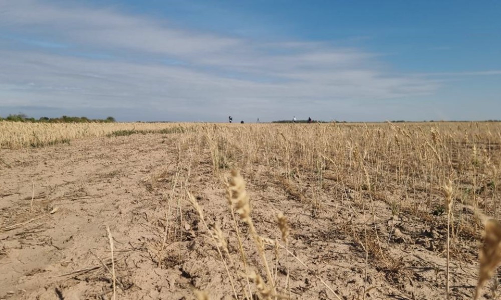 campos de cultivo bolivianos