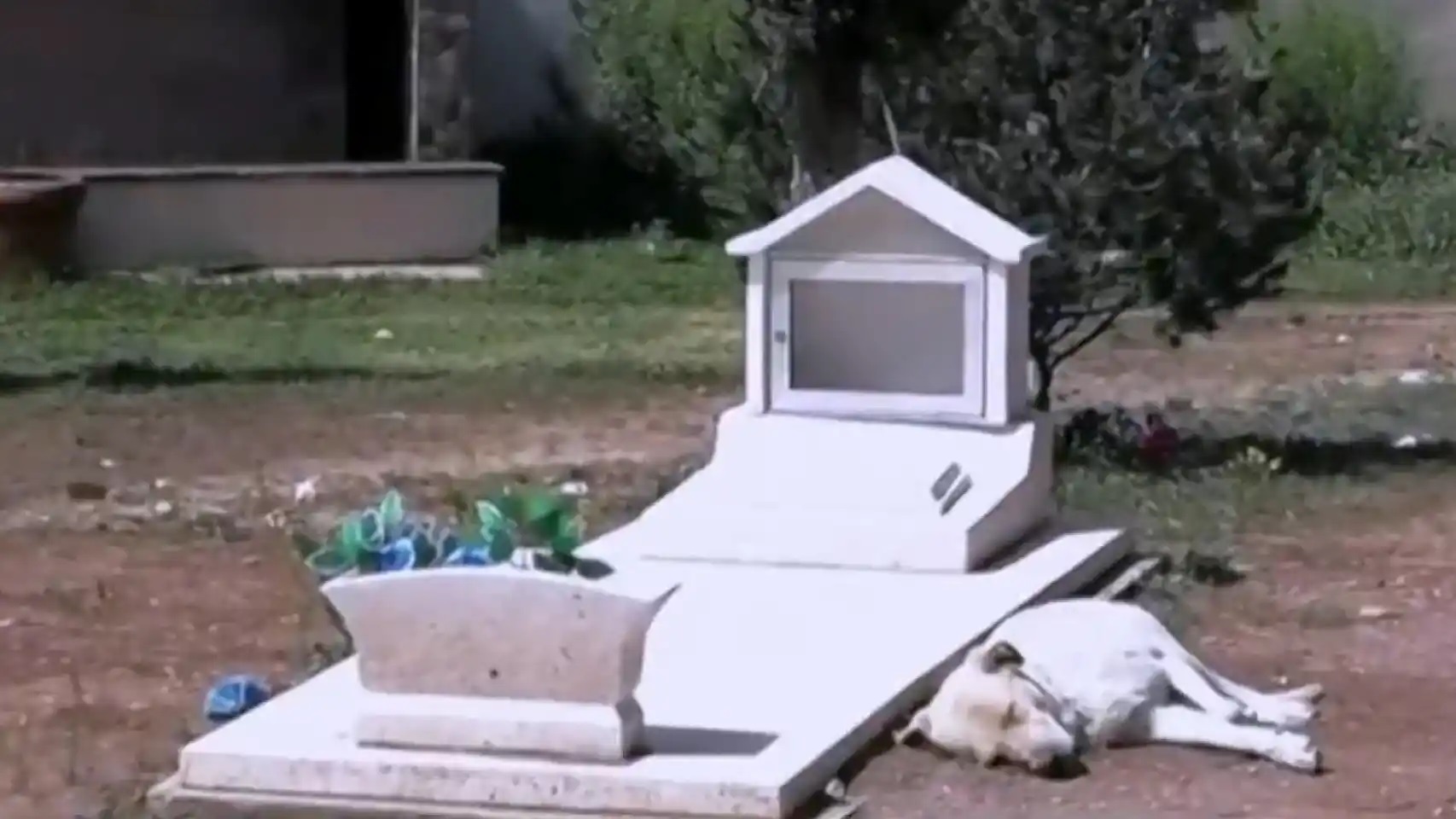 Perrito al lado de una tumba