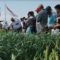 agro cruceño