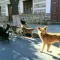 Perritos en Tarija