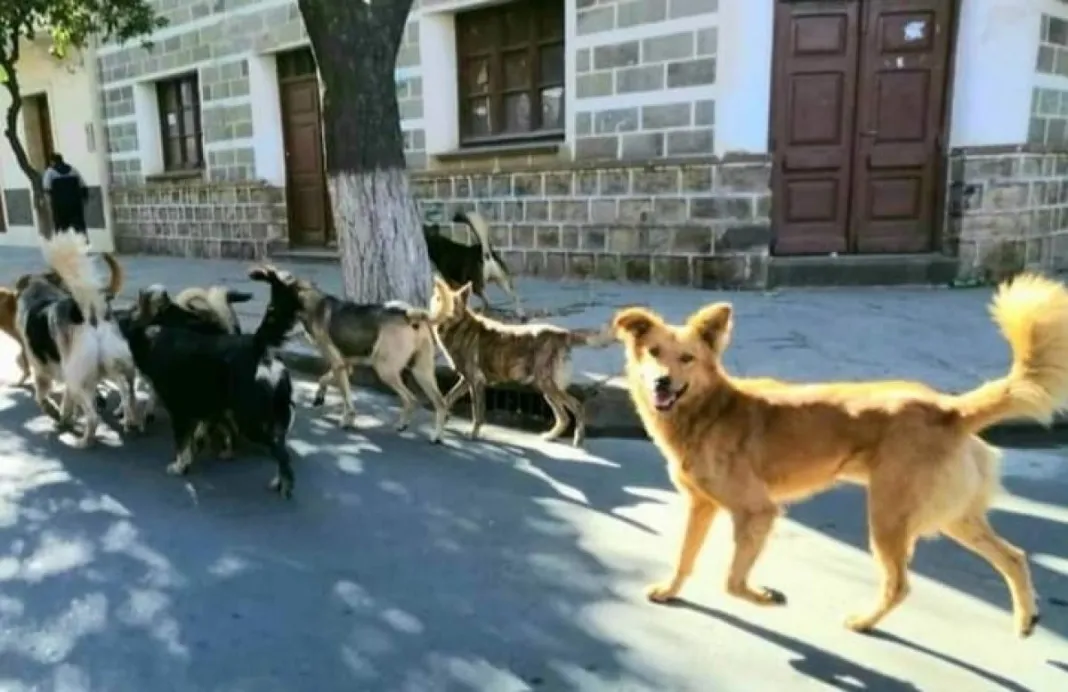 Perritos en Tarija