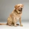 los-labradores-retriever-tienen-baja-capacidad-de-resolucin-de-p_311456795_760x520