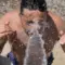 ola-de-calor-8