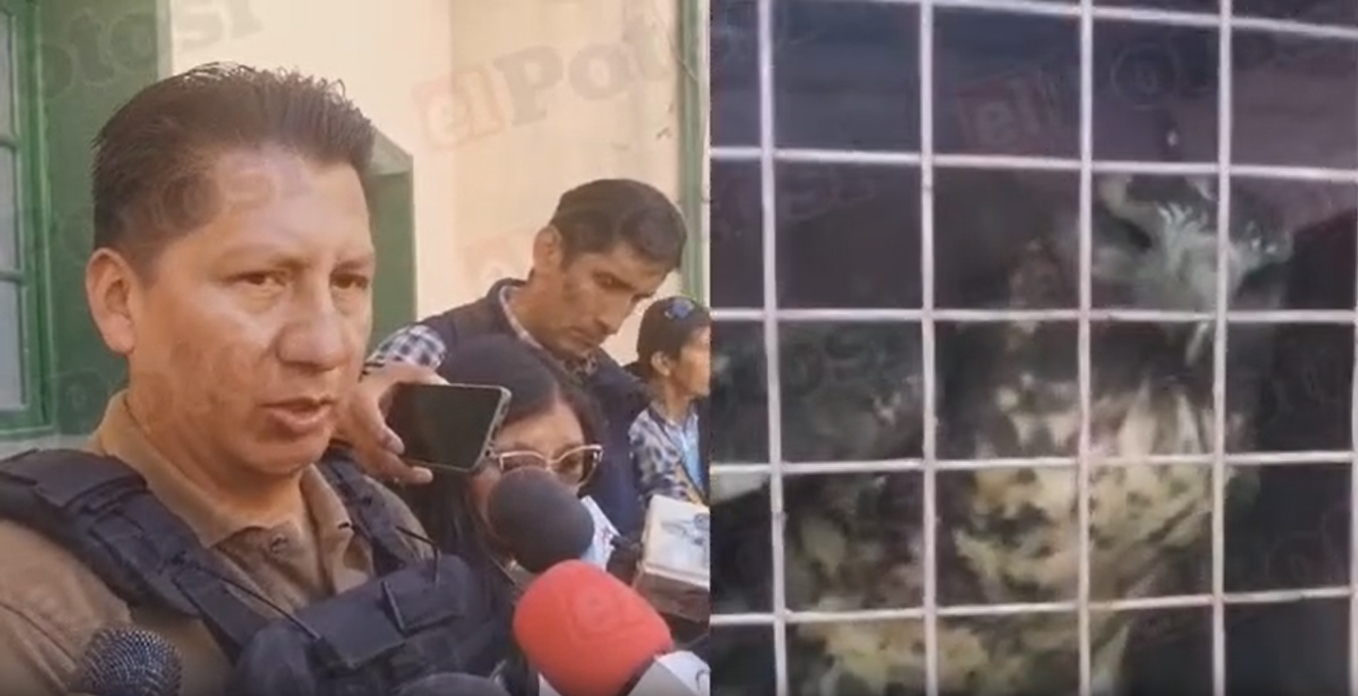 halcón rescatado en Potosí