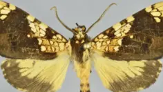 la-mariposa-fue-descubierta-en-el-santuario-histrico-de-machu-pi_750351855_760x520