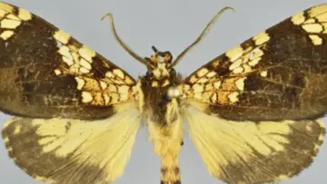 la-mariposa-fue-descubierta-en-el-santuario-histrico-de-machu-pi_750351855_760x520
