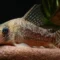 pesquisadores-descobrem-duas-novas-especies-de-peixes-com-toxina-potente-na-amazonia-1745262674545_1024