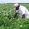 Anapo explicó que Bolivia ya mantiene arancel cero para la importación de productos provenientes de países del Mercosur desde hace varios años.