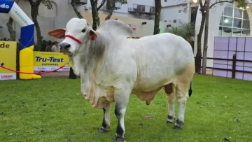 El ejemplar JARON FIV LS DE NELORI, de la raza Nelore, alcanza un peso de 1.235 kilogramos. Pertenece a la cabaña Hacienda Nelori.