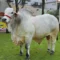 El ejemplar JARON FIV LS DE NELORI, de la raza Nelore, alcanza un peso de 1.235 kilogramos. Pertenece a la cabaña Hacienda Nelori.